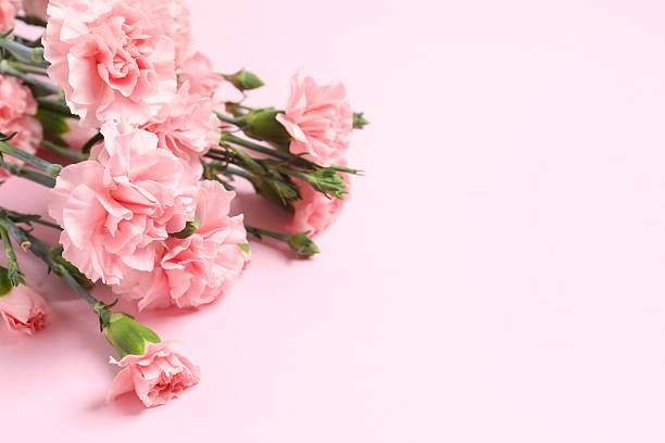 Beautiful bouquet of pink carnations on a colored background