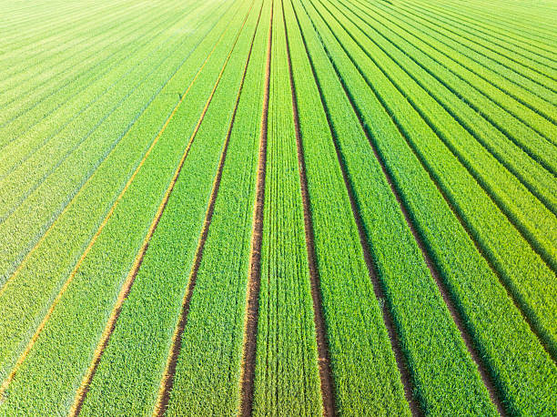 istock Wheat is growing in the field ,The wheat fields are under the blue sky and white clouds 2253897475