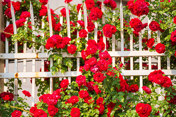 istock In the summer, rose is blooming 2253898296