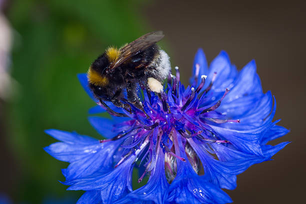 close up of a bumble bee collecting nectar from a flower