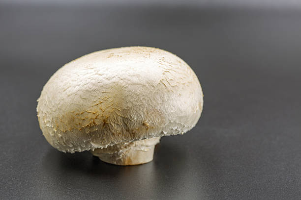 Raw white champignon mushroom displayed closeup on dark gray background showing natural texture and caps. Studio shot of edible fungi positioned to show cap details and stems from side angle.