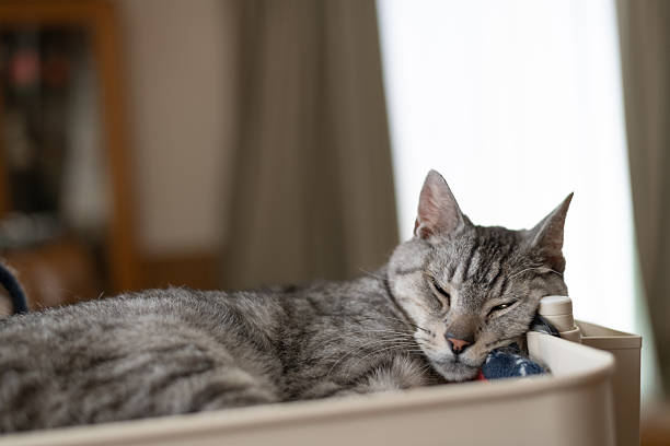 Cute cat sleeping in his favorite place