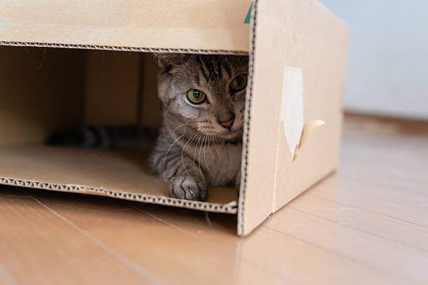 istock Cute cat peeking out of a cardboard box 2253899154