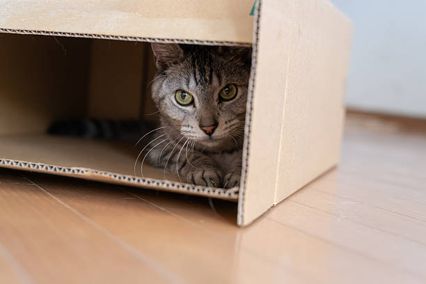 istock Cute cat peeking out of a cardboard box 2253899159
