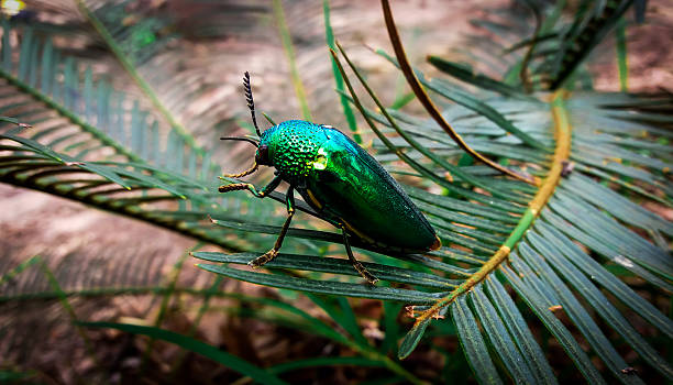 istock Metallic green jewel beetle 2253900080