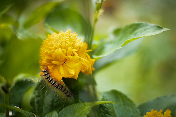 Close-up of a fuzzy striped caterpillar on a yellow marigold, surrounded by green leaves, soft focus background, natural lighting, highly detailed macro shot.