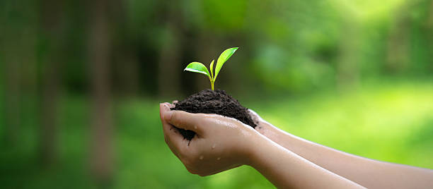 istock The idea for World Environment Day: Holding a growing sapling, preparing to return it to the forest for conservation and protection. With a green heart, we support the planet and pass on hope with our own two hands. 2253901592