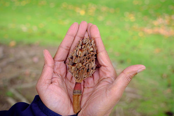 A close-up shot of a pair of hands cupping a brown, textured magnolia seed cone against a blurred green grass background.
