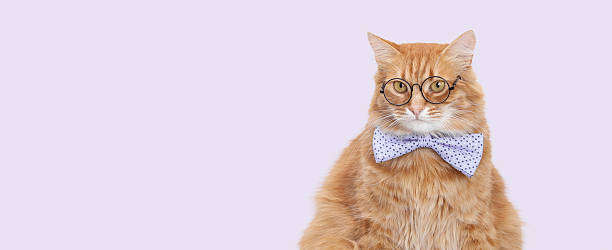 istock Smart Ginger Cat Wearing Glasses and Blue Bow Tie on Pastel Background 2253902207