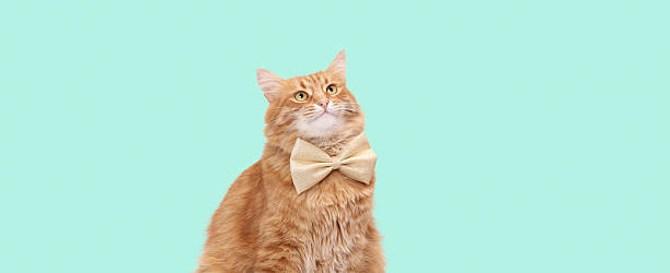 istock Cute Ginger Cat Wearing Golden Bow Tie on Light Green Background 2253902354