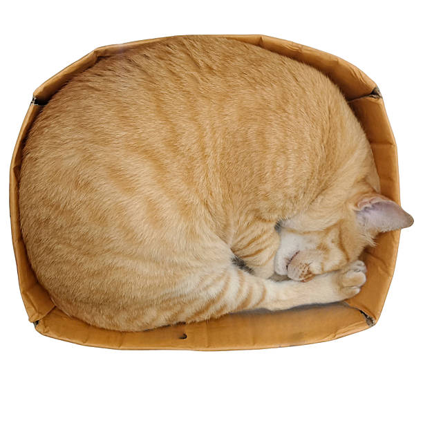 istock Orange Cat Curled Up Sleeping in Box isolated on white background with clipping path 2253902843