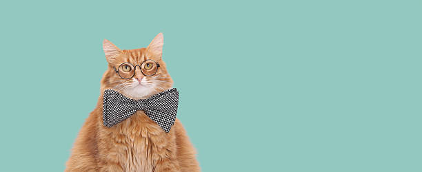 istock Funny Ginger Cat Wearing Glasses and Bow Tie on Pastel Blue Background 2253903225