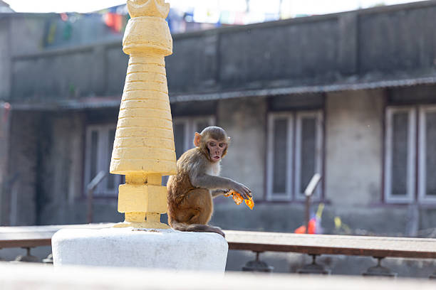 Young rhesus macaque sitting on a railing in an urban environment in Nepal. Wildlife adapting to city life, human impact on animals, and coexistence of nature and urban space in South Asia.