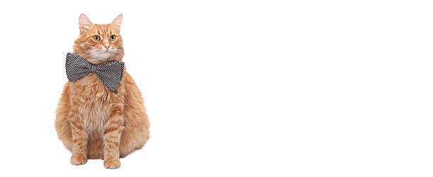 istock Cute Ginger Cat Wearing Bow Tie on White Background 2253903312