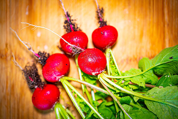 Freshly harvested radishes from a wooden surface. The vibrant red radishes, with their green tops and earthy roots, showcase the freshness and natural beauty of garden produce. The scene emphasizes the connection between the farm and the kitchen, highlighting the importance of fresh ingredients in cooking.