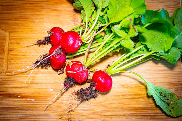 Freshly harvested radishes from a wooden surface. The vibrant red radishes, with their green tops and earthy roots, showcase the freshness and natural beauty of garden produce. The scene emphasizes the connection between the farm and the kitchen, highlighting the importance of fresh ingredients in cooking.