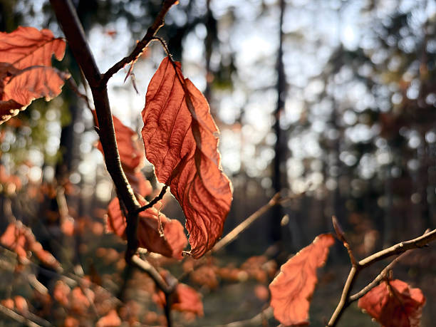 Close-up of dry autumn leaves illuminated by warm sunlight in a peaceful forest setting. Soft focus background and natural bokeh create a dreamy, atmospheric mood, perfect for themes such as nature, fall season, mindfulness, tranquility, environmental awareness, and seasonal concepts.