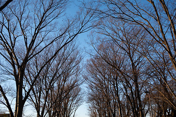 Avenue in winter at a park.
