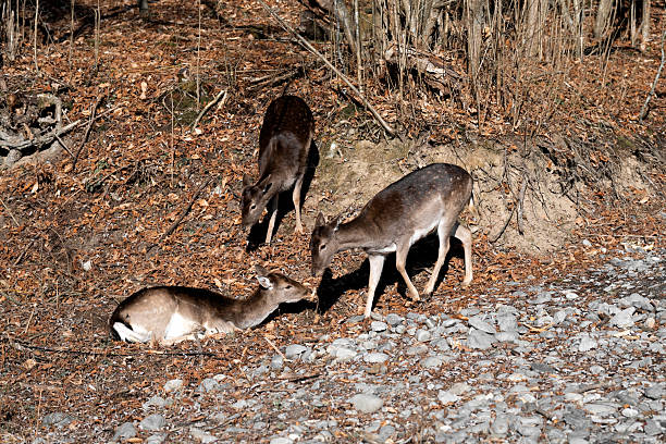 A group of European fallow deer (Dama Dama)  in the forest