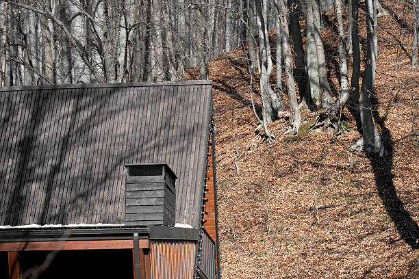 It's a gloomy place - the old log cabin in the middle of the forest.