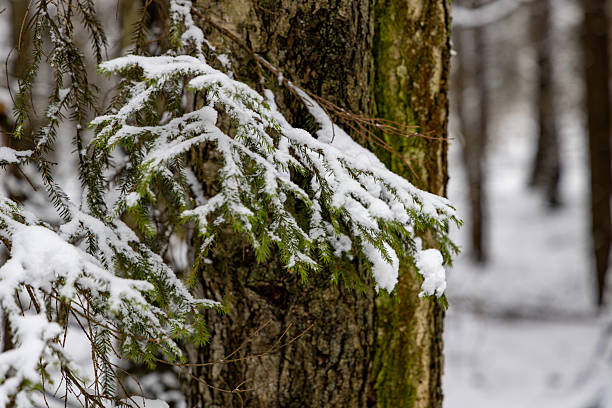 close-up of pine branches laden with fresh snow, set against rough tree trunk, amidst blurred winter woodland backdrop