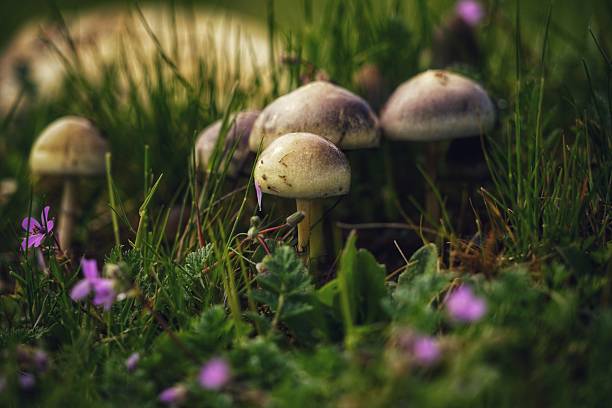 istock small forest mushrooms in late autumn on a blurred background in the forest 2253909889