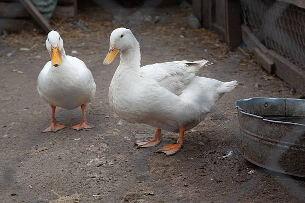 Three beautiful white ducks with orange bills and feet - walking on sand