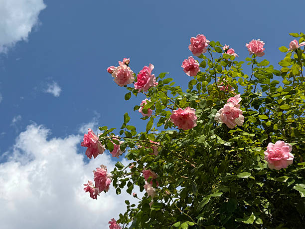Rosebush with beautiful pink rose flowers against sky.