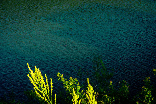Shadows fall across the surface of a green river while plants, branches, and bushes frame the foreground. The scene feels natural and calm.