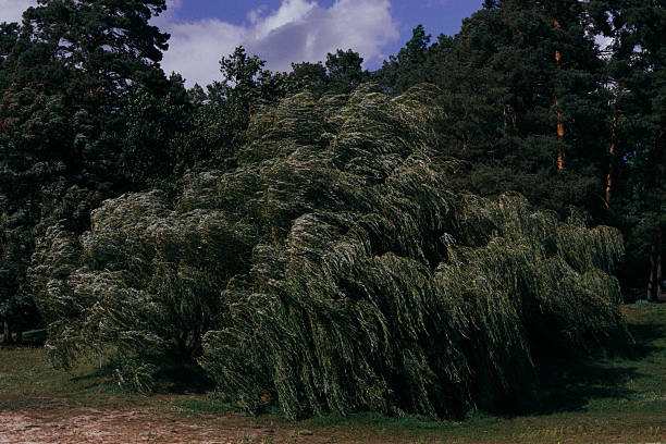 A massive willow tree stands beside the river in the park while a strong wind moves its long branches beneath a blue summer sky.