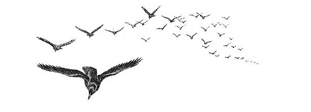 Engraving showing a large flock of birds flying in a V-shaped formation, with a prominent bird in the foreground soaring downwards on a plain white background.