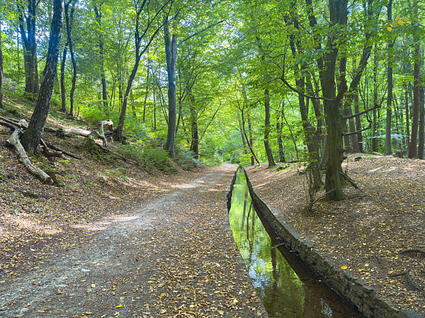 istock Serene forest path lined with lush trees and tranquil waterway during daytime in a peaceful natural setting 2253915617