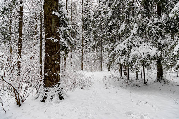 istock Snowy forest trail surrounded by evergreens and deciduous trees 2253916018