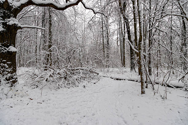 Quiet winter trail in dense forest, snow blankets ground and branches, fallen branches visible