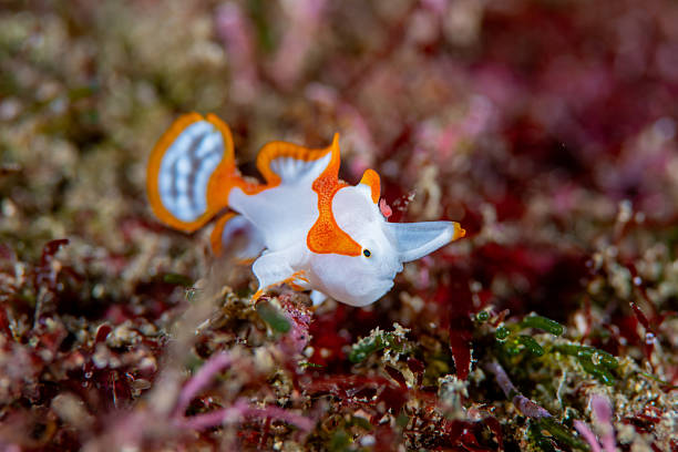 A juvenile painted frogfish rests quietly on a colorful reef seabed in a shallow underwater environment.The unique body shape, vivid orange and white pattern, and delicate textures highlight the fascinating diversity of marine life.This image is well suited for educational materials, marine biology content, biodiversity awareness, and nature-focused visual storytelling.