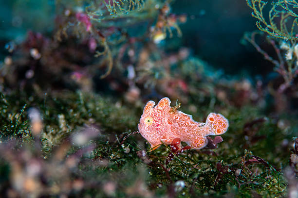 A juvenile frogfish resting on the seafloor in a shallow underwater environment.Its unusual body shape and textured skin highlight the diversity of marine life found in coastal reef ecosystems.This image is suitable for educational materials, marine biology content, biodiversity topics, and nature-related publications.