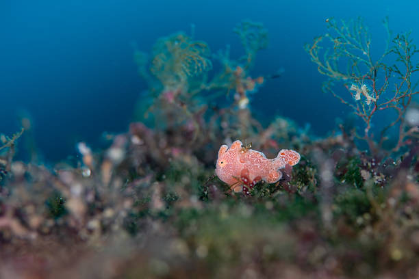 A juvenile frogfish resting on the seafloor in a shallow underwater environment.Its unusual body shape and textured skin highlight the diversity of marine life found in coastal reef ecosystems.This image is suitable for educational materials, marine biology content, biodiversity topics, and nature-related publications.