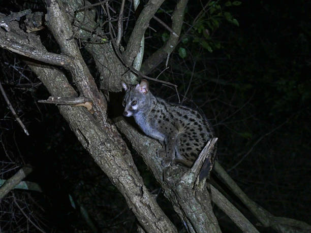 istock Large Spotted Cape Genet - Genetta tigrina - perched in a tree at night.  Location Cape Vidal, iSimangaliso Wetland Park, KwaZulu Natal, South Africa. 2253919662