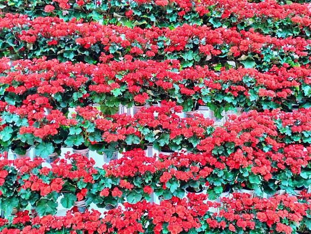 A background wall of green plants and flowers