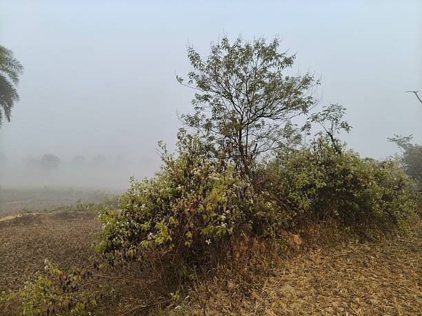 istock A serene landscape captured in a thick morning mist. 2253927962