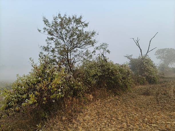istock A serene landscape captured in a thick morning mist. 2253927974
