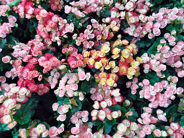 istock yellow,pink  begonia flowers 2253928100