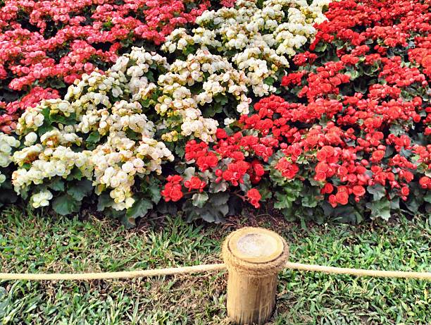 The image shows White, pink,red begonia flowers used for decoration in various parks and gardens. They are planted in rows and decorative beds in different styles, creating a beautiful.
