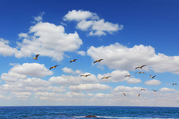 Collective pelican hunting. Famous \