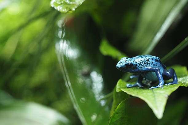 a Spiny Cochran glass frog croaks at night to attract a mate in the rainy season in the tropical rainforest.  Glass frogs have transparent areas of their bodies including the throat.