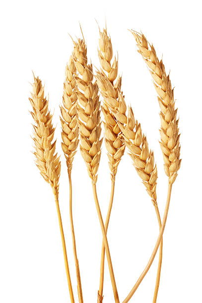 Golden ears of wheat on white background