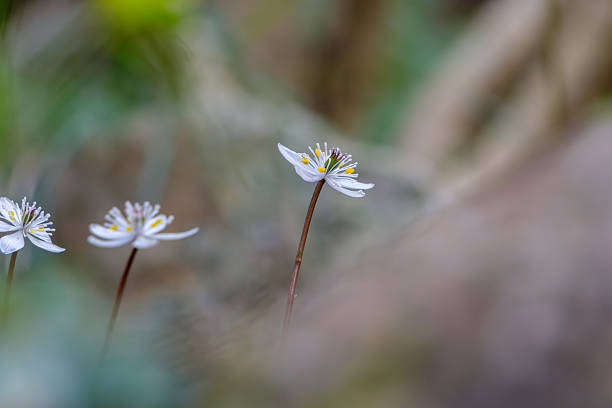 istock Delicate White Wildflowers on Forest Floor 2253934319
