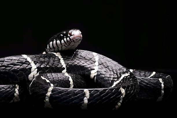 istock Black boiga snake on a black background 2253935271