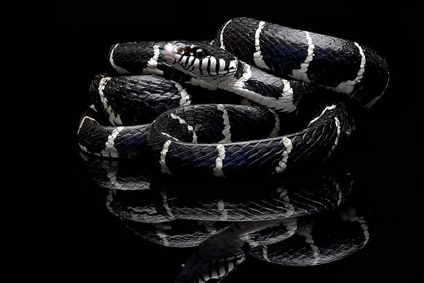 istock Black boiga snake on a black background 2253935274