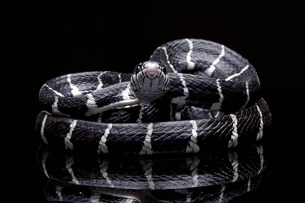 istock Black boiga snake on a black background 2253935275